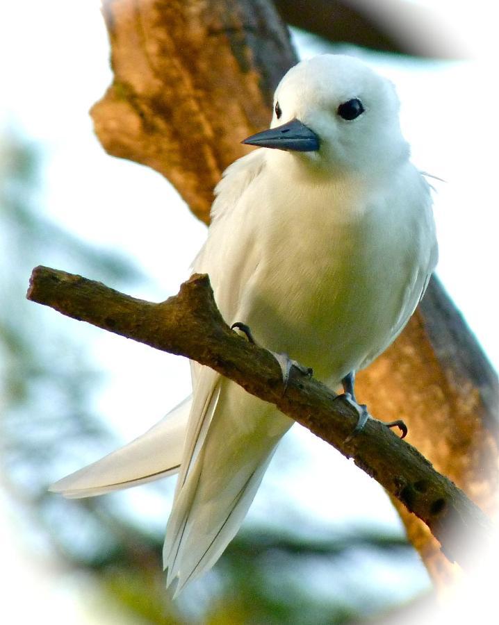 Fairy-Tern Chalets острів Серф Екстер'єр фото